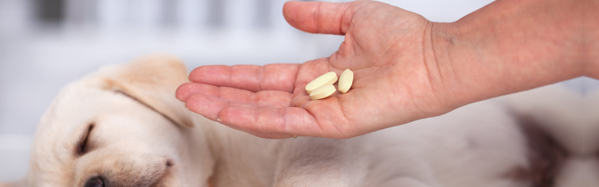 Veterinary care professional hand with medication